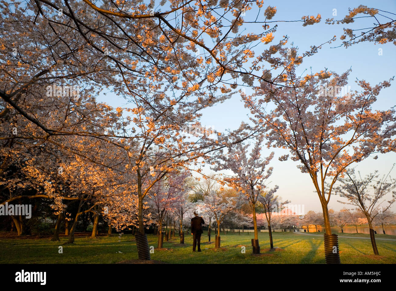 Uomo in business suit vagando sotto la fioritura dei ciliegi alberi in Washington DC molto presto la mattina prima della folla venire a. Foto Stock