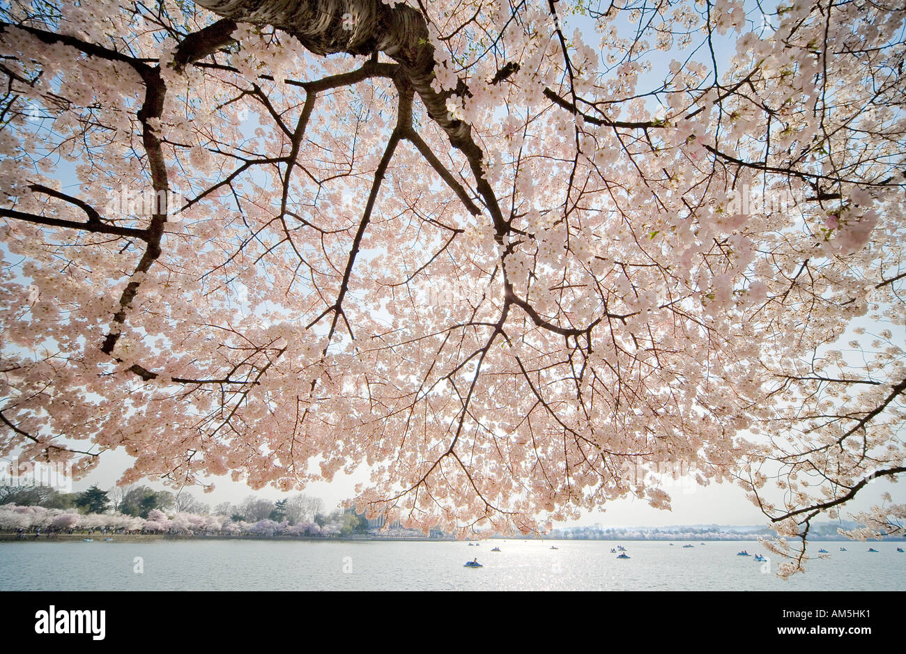 Gli alberi di ciliegio in fiore di picco in tutto il bacino di marea a Washington DC, Stati Uniti d'America, durante il National Cherry Blossom Festival. Foto Stock