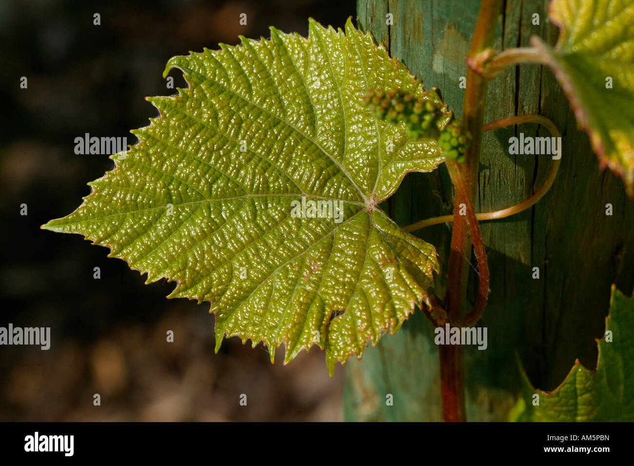 Crimson vite gloria, Vitis coignetiae, Corea Foto Stock