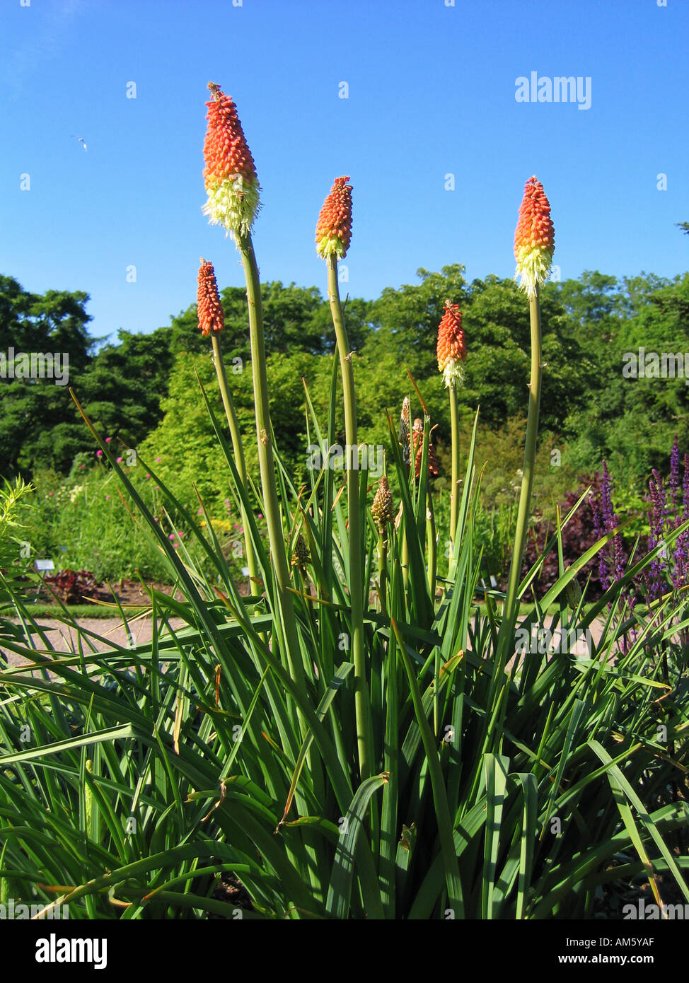 Torcia gigli Kniphofia uvaria Grandiflora Liliacee Kniphófia uvária Grandiflora Liliacee Foto Stock