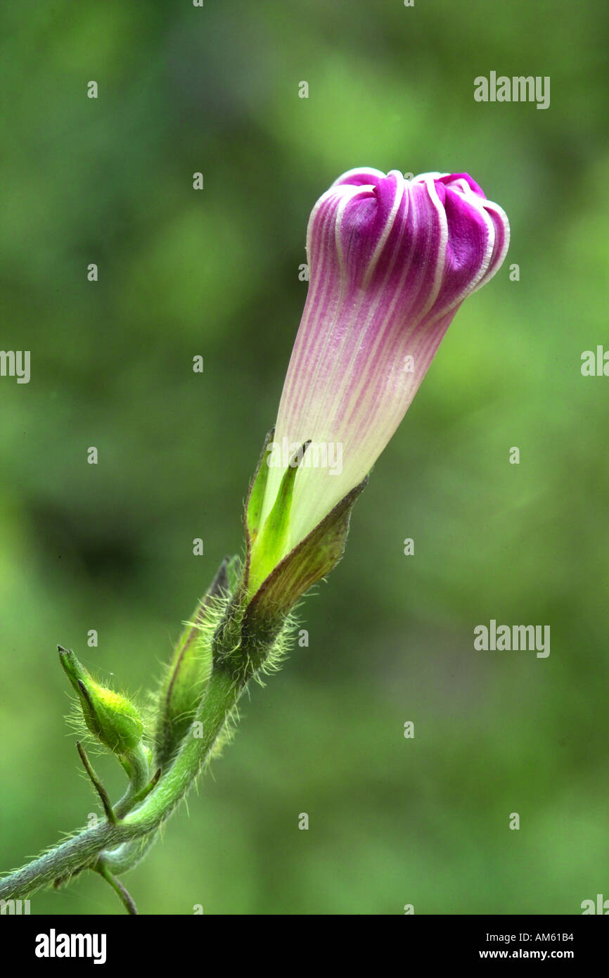 Gloria di mattina Ipomora Hederacea inizia ad aprirsi Foto Stock
