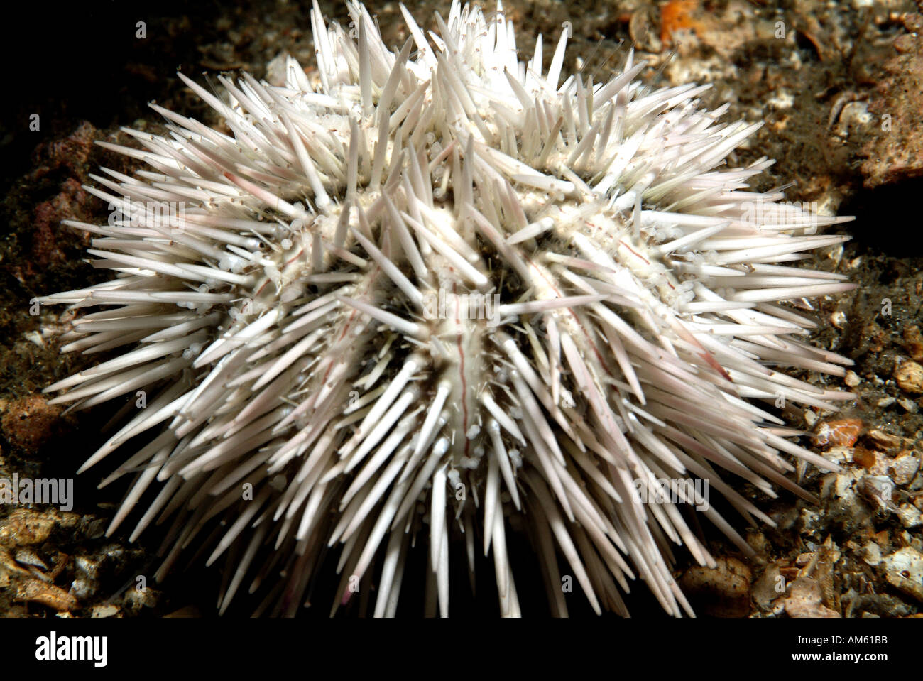 Variegata di Urchin, Oceano Atlantico, al largo della Florida Foto Stock