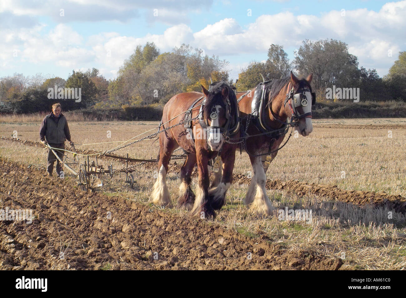 Shire cavalli durante una partita di aratura a Chichester West Sussex Regno Unito Foto Stock