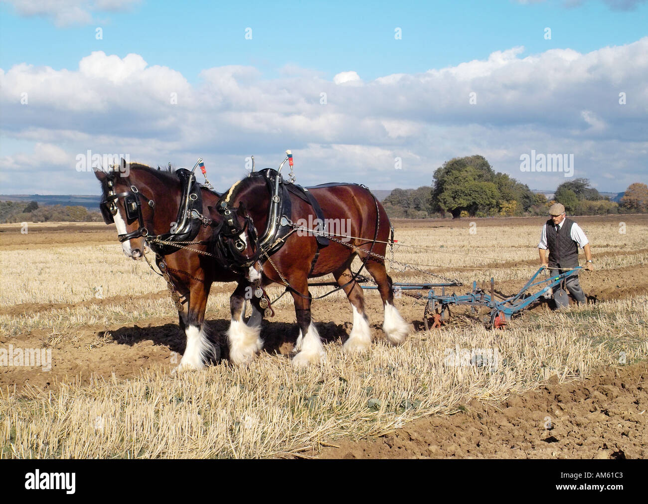 Shire cavalli durante un plowling corrispondono a Chichester West Sussex Regno Unito Foto Stock