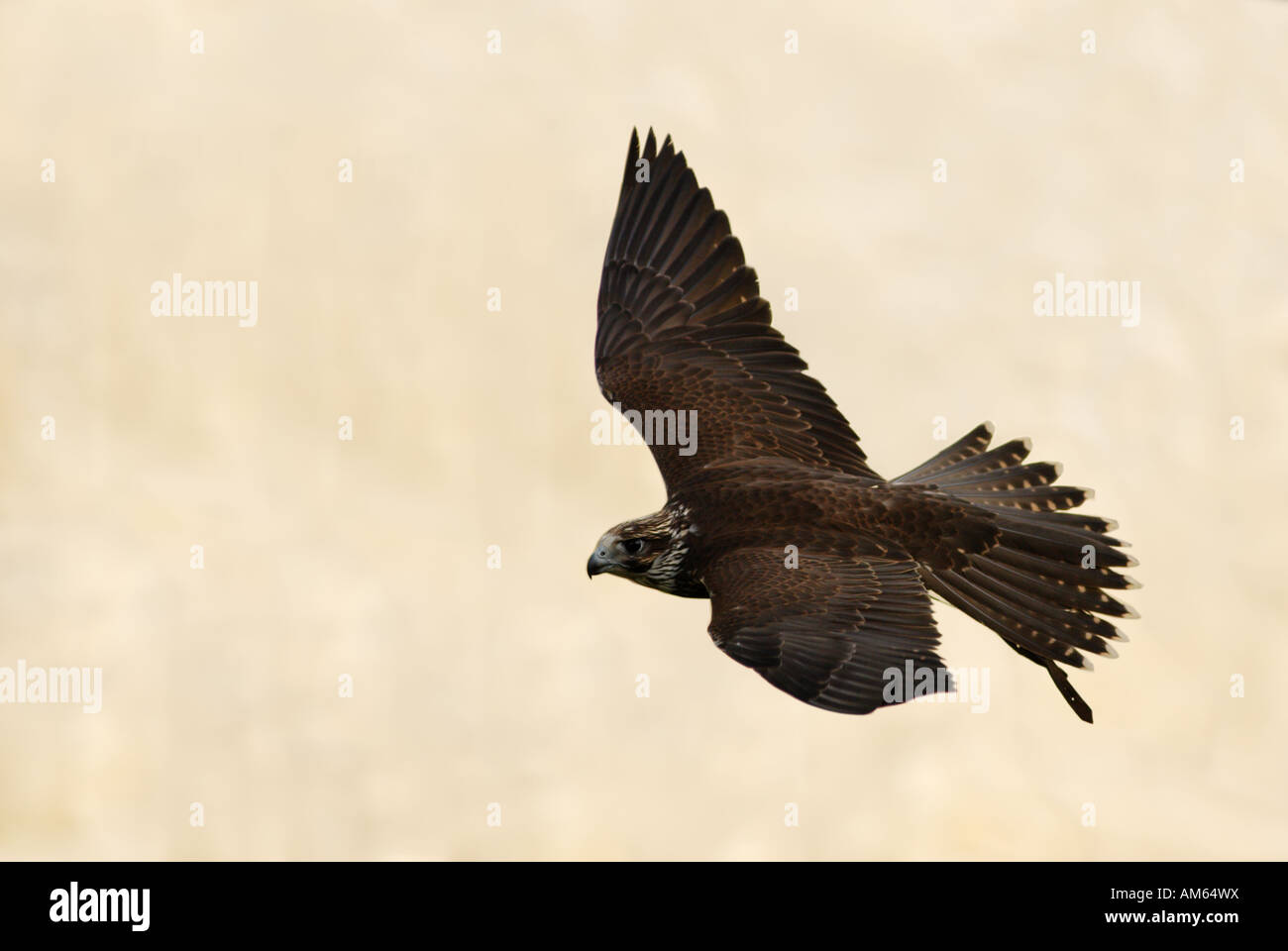 Saker Falcon Falco cherrug) battenti Foto Stock