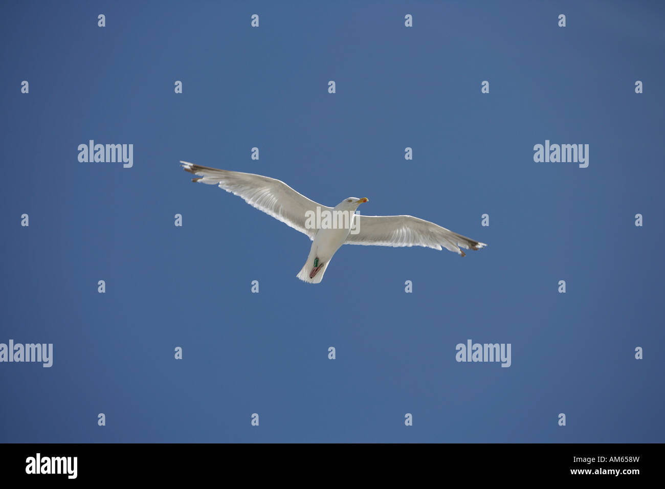Flying aringa gabbiano (Larus argentatus) con gamba cerchiati Foto Stock