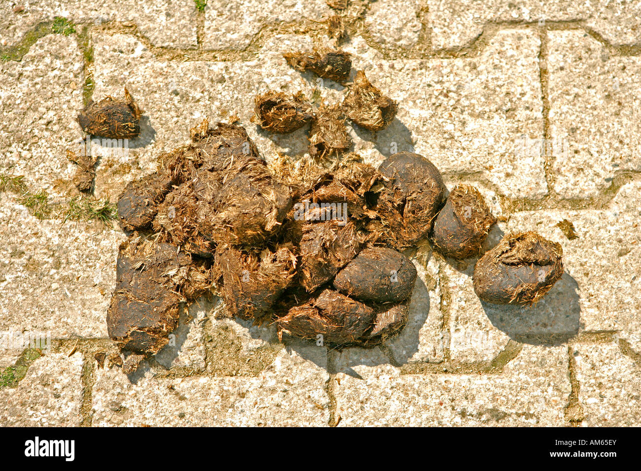 Escrementi di cavallo sulla pavimentazione Foto Stock