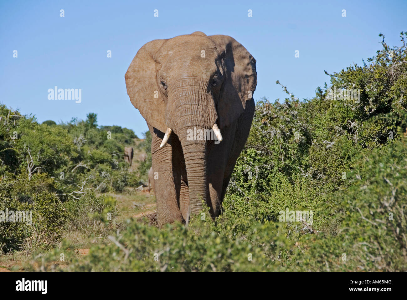 Nel Parco Nazionale di Addo vivono più di trecento Elephants-African Elefante africano (Loxodonta africana)nel Parco Nazionale di Addo S Foto Stock