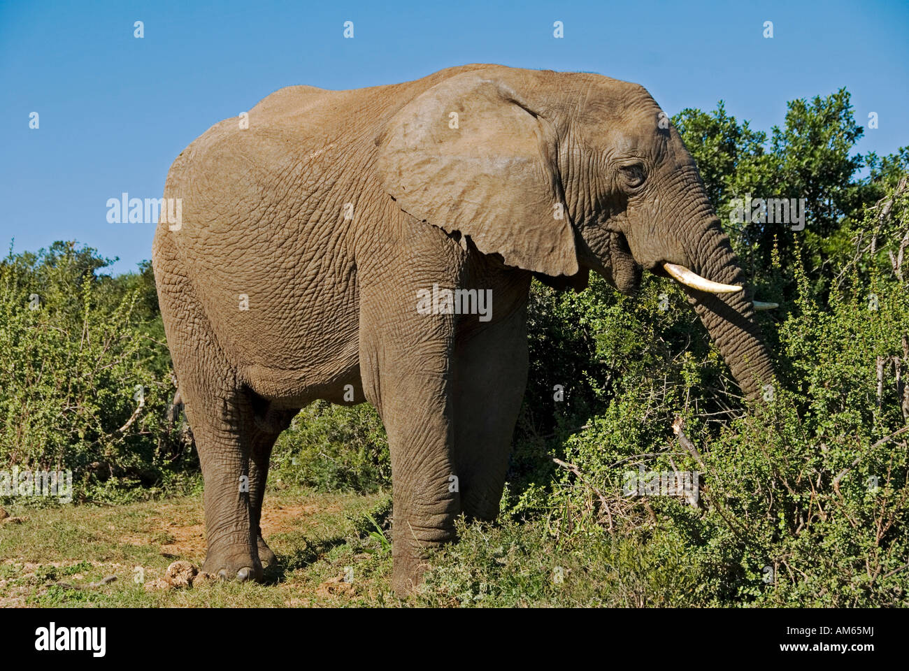 Nel Parco Nazionale di Addo vivono più di trecento Elephants-African Elefante africano (Loxodonta africana)nel Parco Nazionale di Addo S Foto Stock