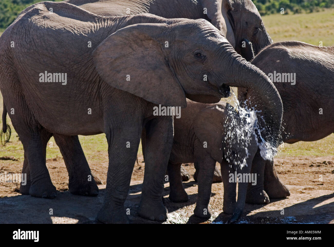 Nel Parco Nazionale di Addo vivono più di trecento elefanti Elephants-African(Loxodonta africana) su un foro di acqua Sud Afri Foto Stock
