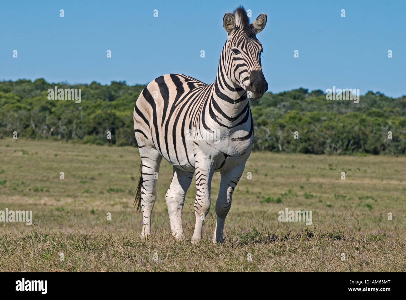 Zebra (Equus quagga) nel Parco Nazionale di Addo Soth Africa Africa Foto Stock