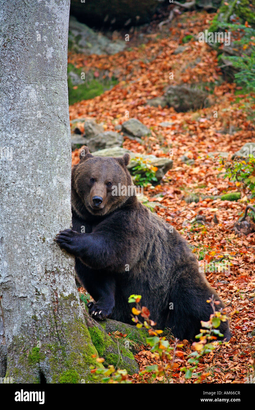 L'orso bruno (Ursus arctos) in autumnally foresta colorati, involucro esterno della Foresta Bavarese, Germania Foto Stock