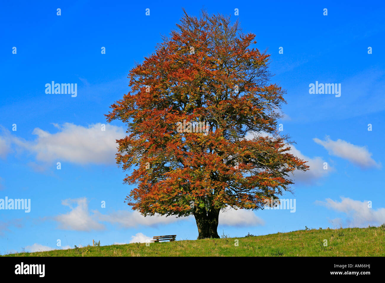 Autumnally colorato fogliame di faggio (Fagus silvatica), Westerwald, Hesse, Germania Foto Stock