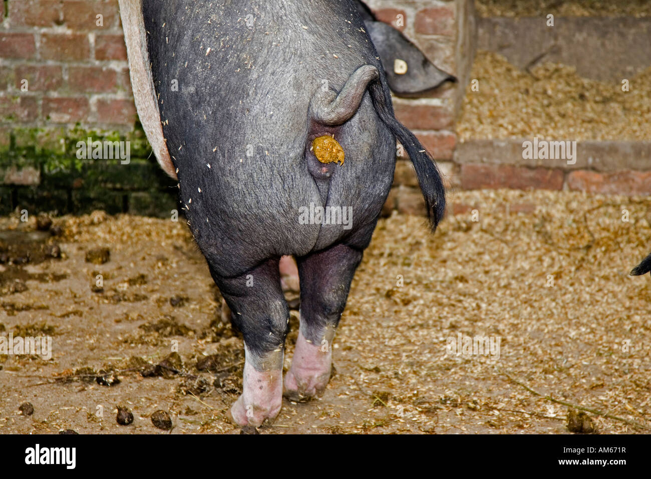 Escrementi di un suino Foto Stock