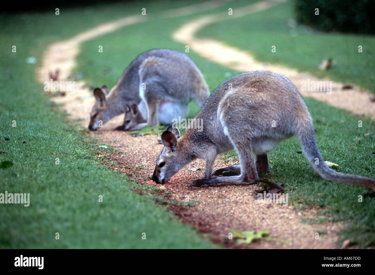 Novembre 1995 Bunya Mountains National Park Queensland Australia i canguri grigio alimentazione Foto Stock