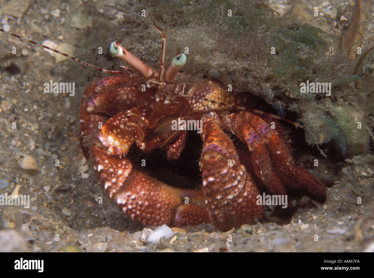 Eremita gigante Petrochirus diogene Foto Stock