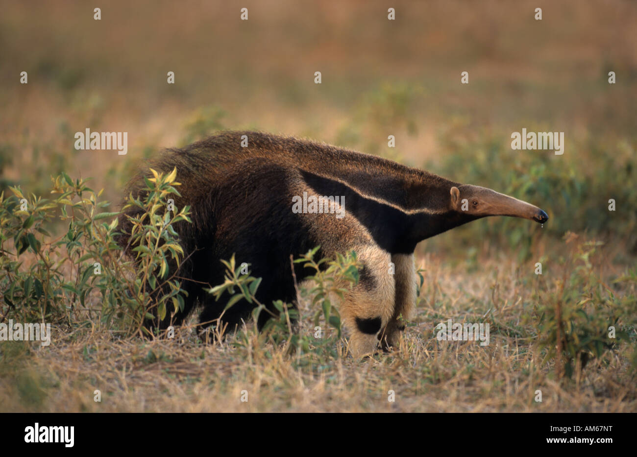 Anteater gigante, (Myrmecophaga tridactyla) Pantanal, Brasile, Sud America Foto Stock