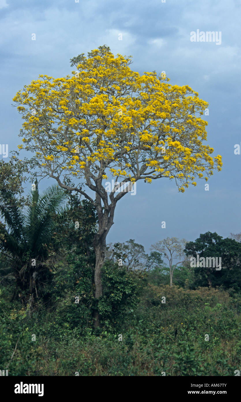 Fiore giallo oro tromba Tree (Tabebuia ochracea) Pantanal, Brasile, Sud America Foto Stock
