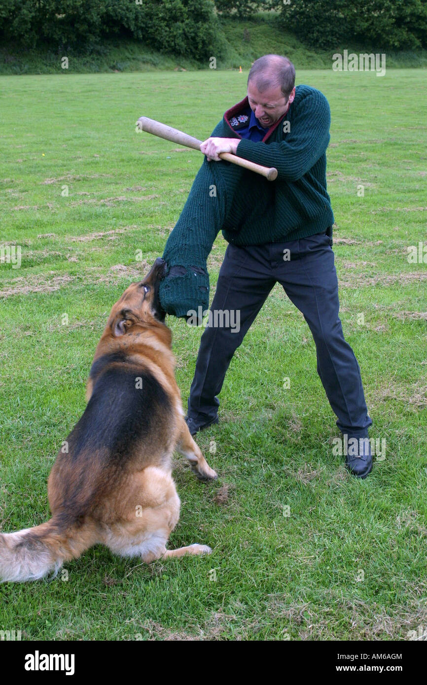 Cane di polizia per la formazione Learning per trattenere un criminale, Regno Unito Foto Stock