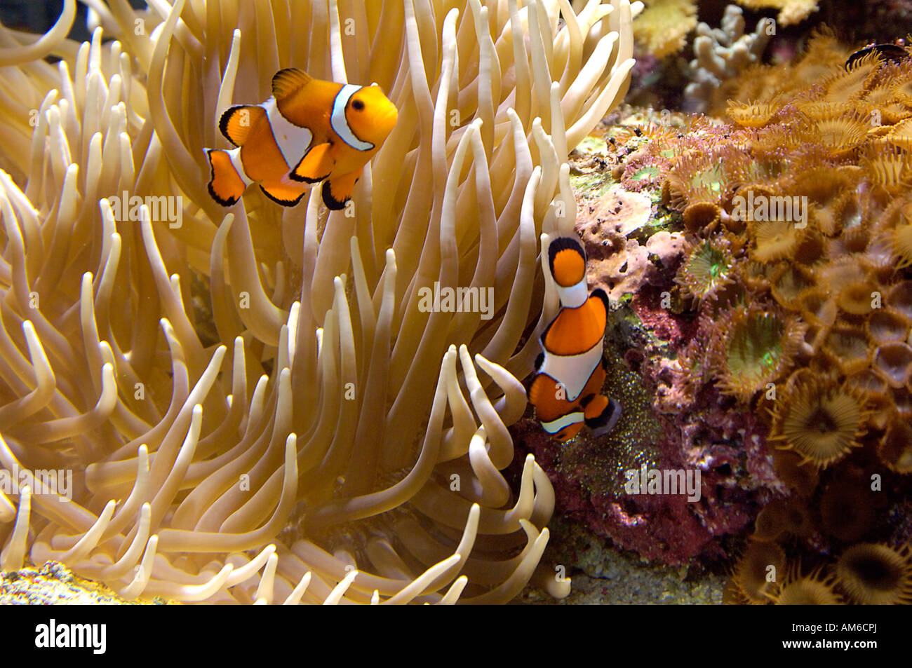 Pesce di anemone, Amphiprion ocellaris, con uova ane anemone Foto Stock