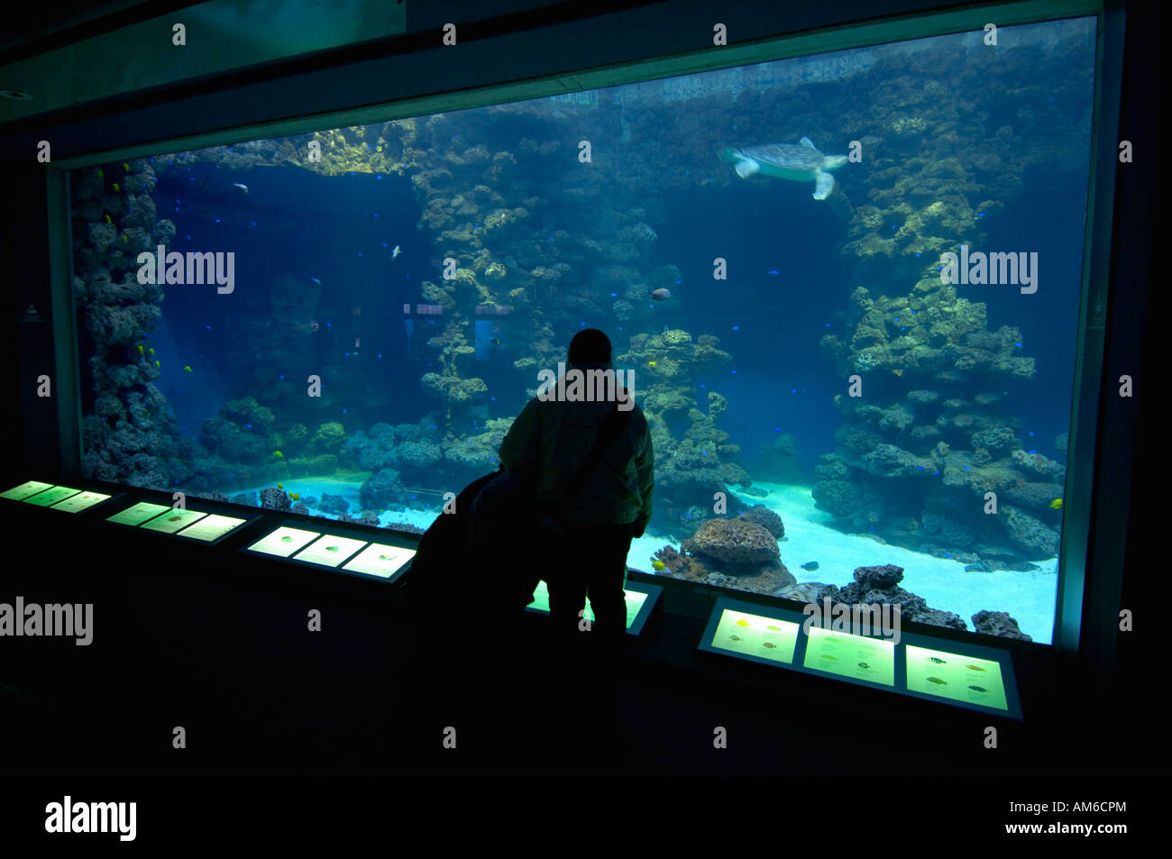 I visitatori di fronte mostra aquarium Foto Stock