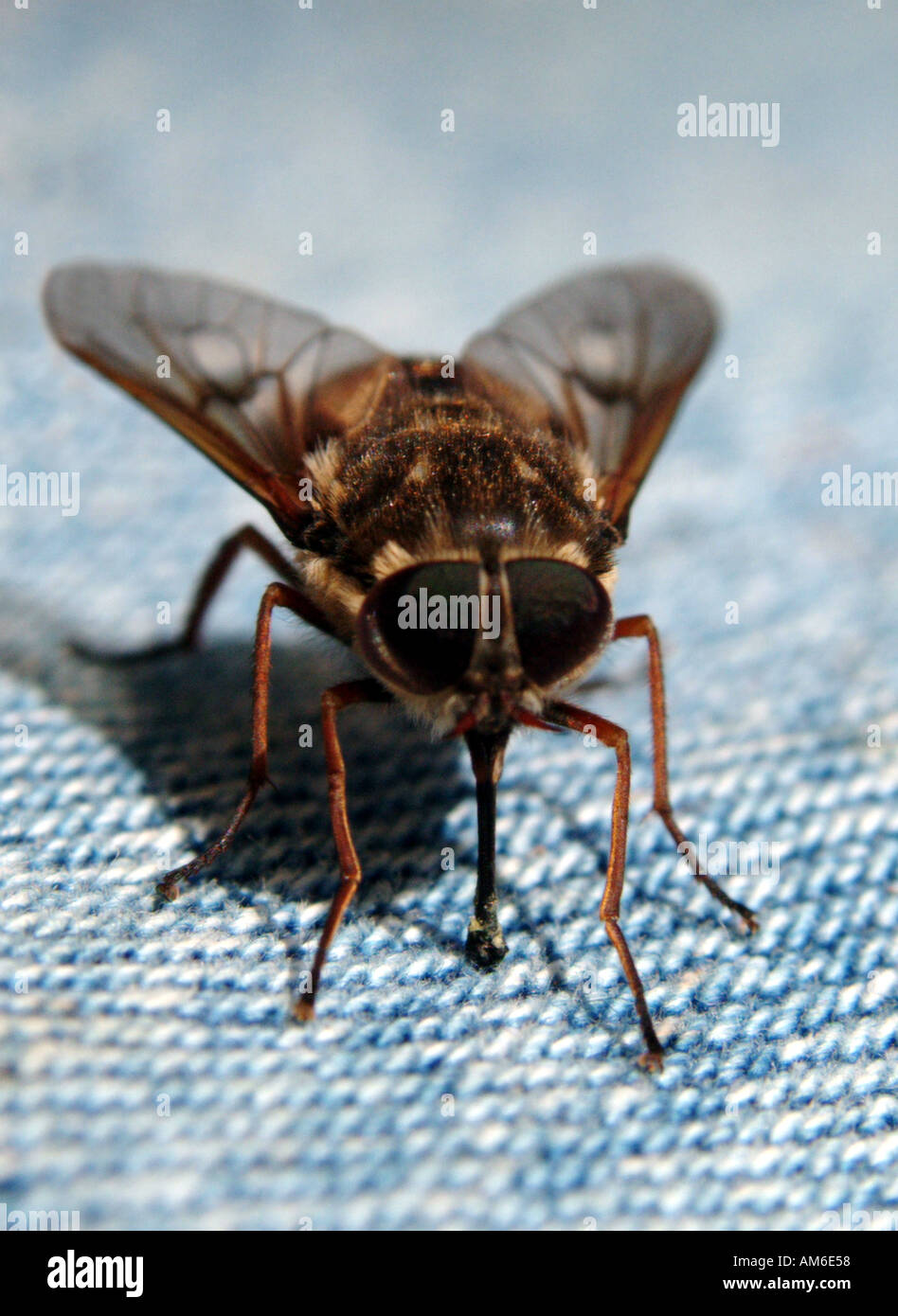 Marsh fly close up Margaret River Western Australia Foto Stock