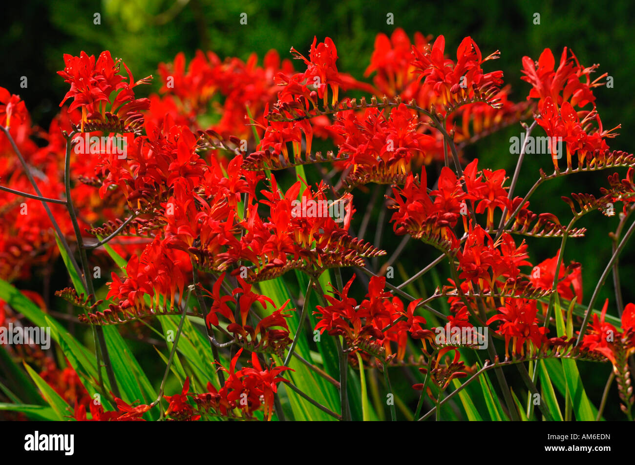 Viva e vibrante di colore rosso Crocosmia Lucifer fiori. Foto Stock