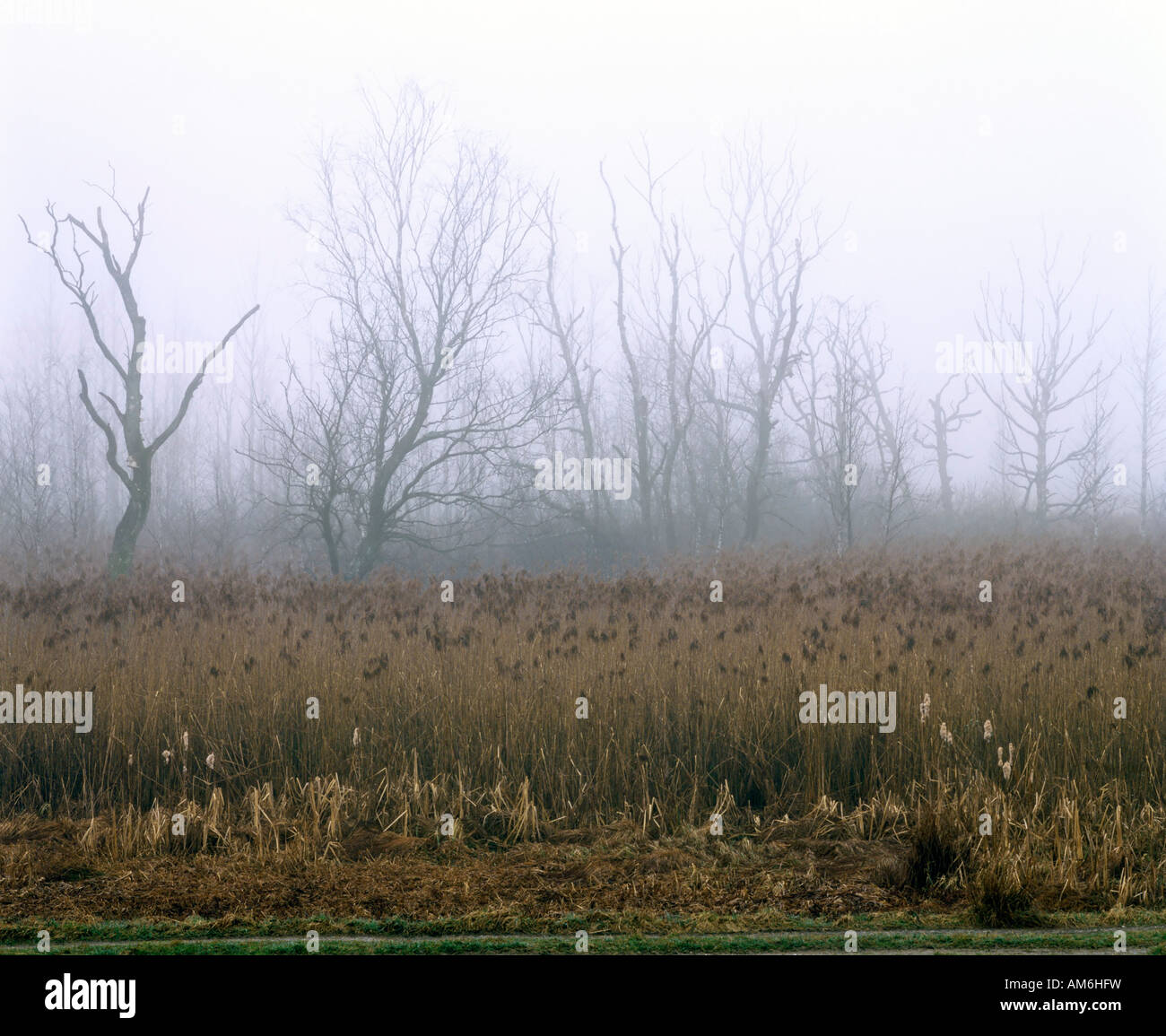 Paesaggio di palude nella nebbia Foto Stock