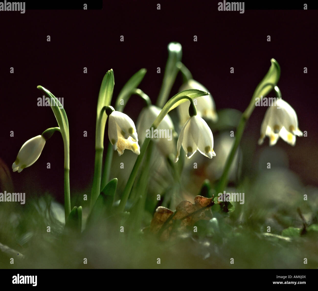 Il simbolo del fiocco di neve di primavera (Leucojum vernum) Foto Stock