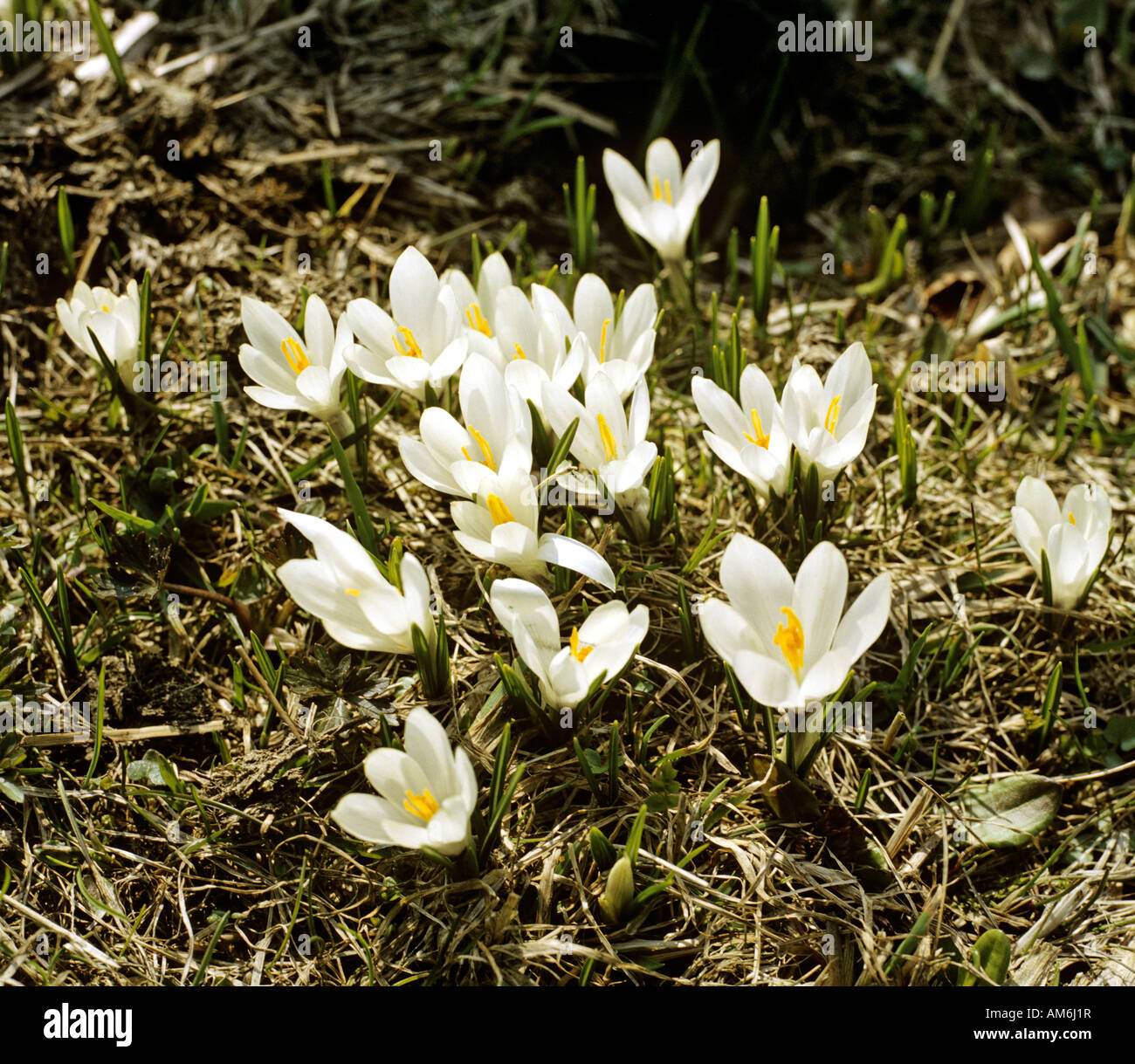 La molla Crocus (crocus vernus) Foto Stock