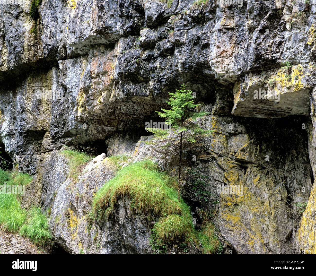 Fir giovani crescono su roccia Foto Stock