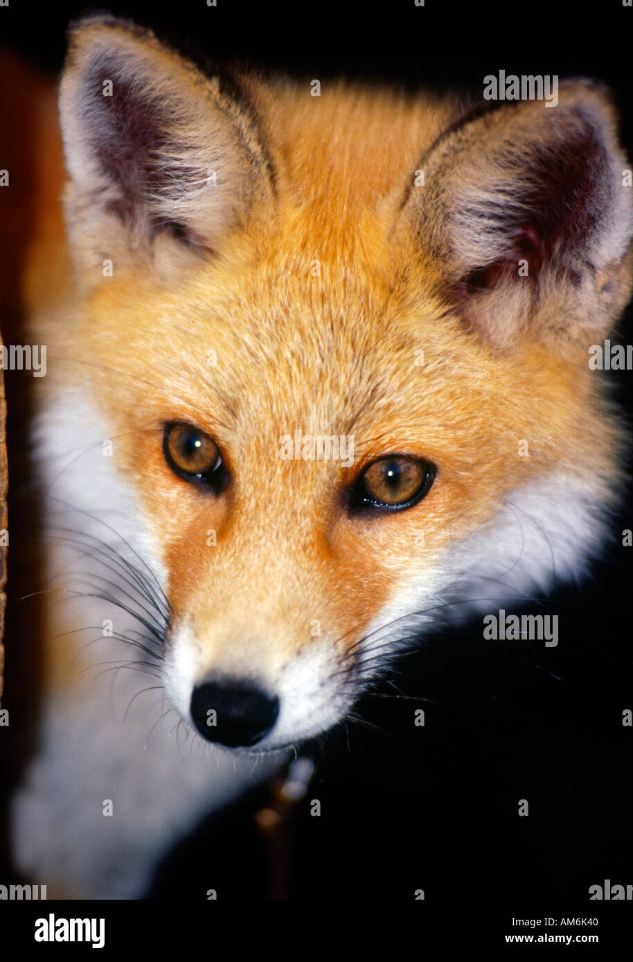 Captive nord ritratto di fox Hokkaido in Giappone Foto Stock