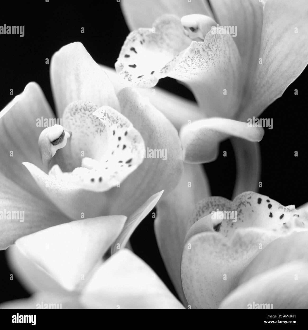 Close up di orchidee in bianco e nero Foto Stock