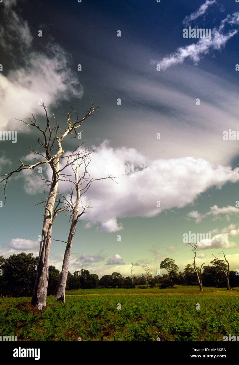 Alberi distrutti dalla foresta bruciare stagliano contro un cielo nuvoloso Foto Stock