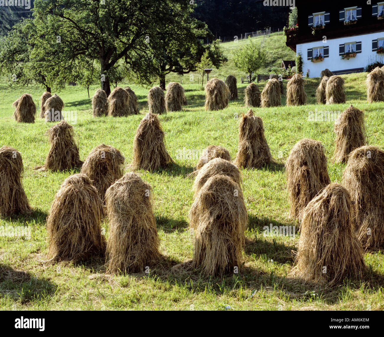 Haystacks, fienagione, Alta Baviera, Germania Foto Stock
