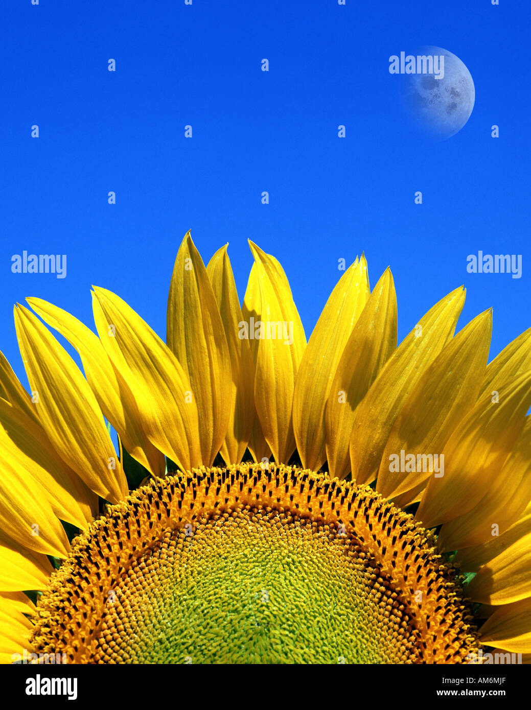 FR - Provence: girasole e luna Foto Stock