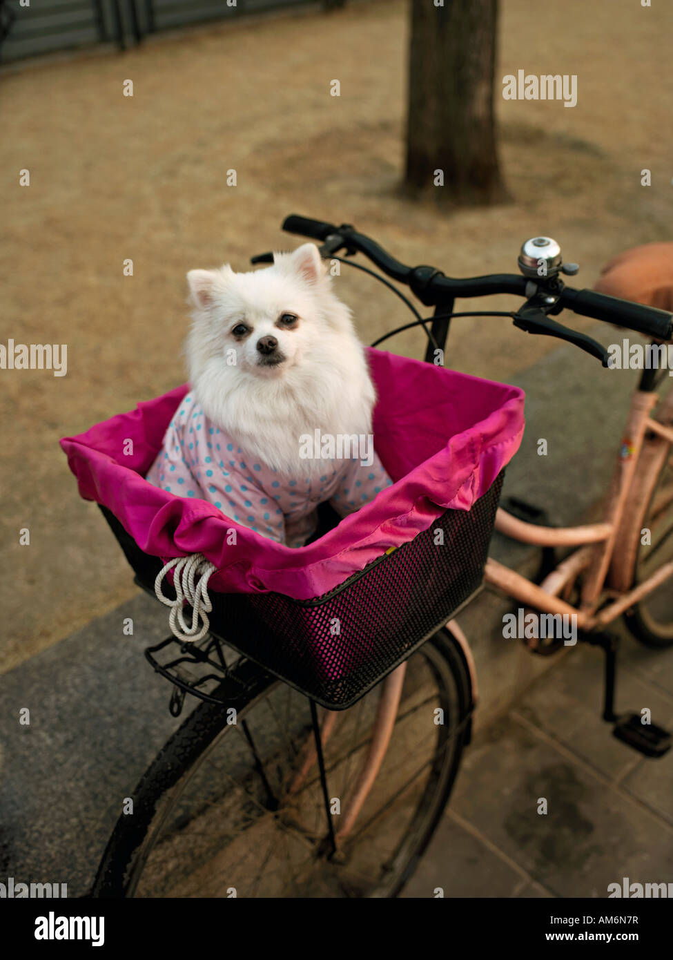 Un piccolo cane si siede in un cestino bici in un parco vicino alla Città Proibita di Pechino CINA Foto Stock
