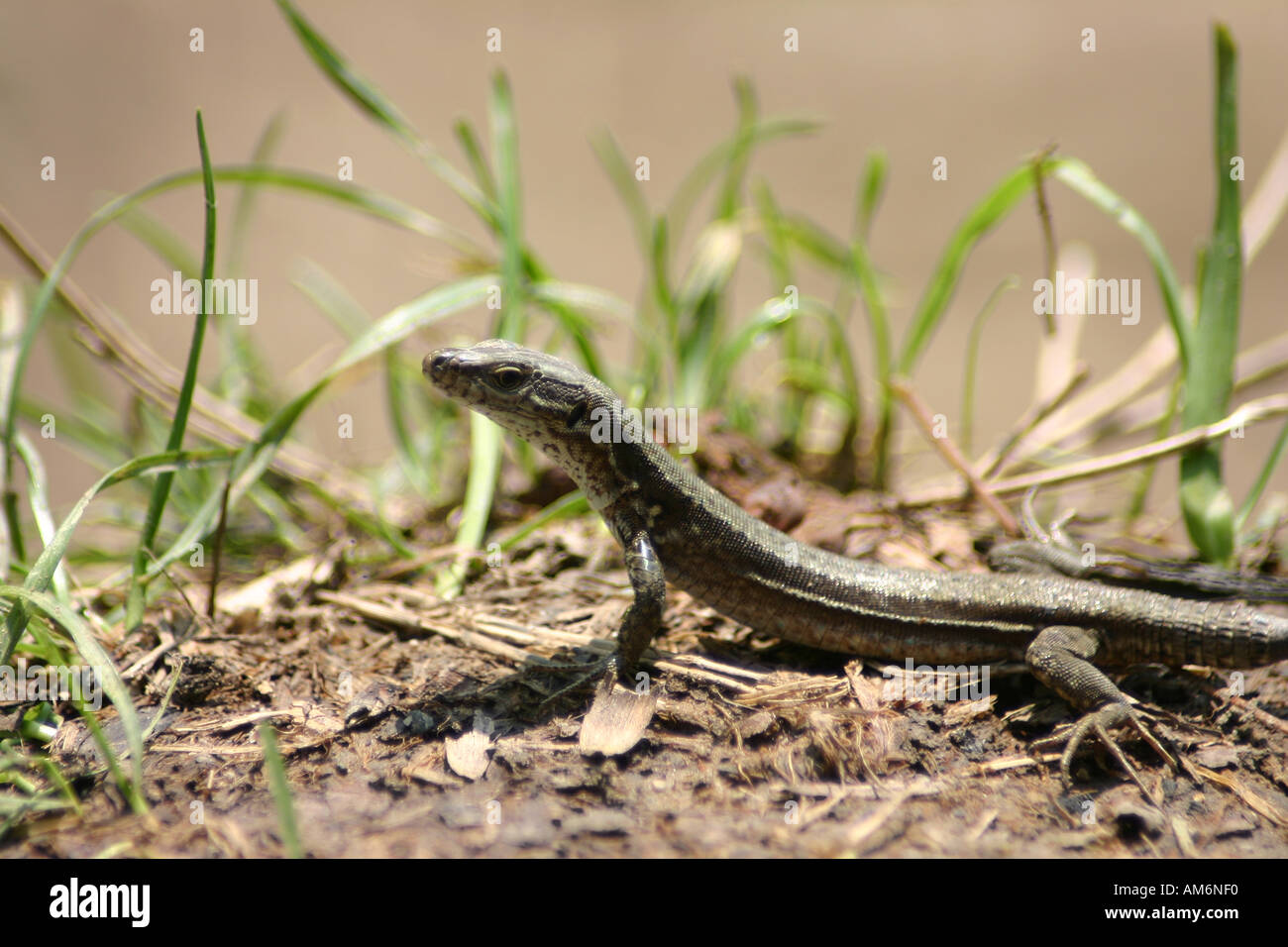 Lizard Foto Stock