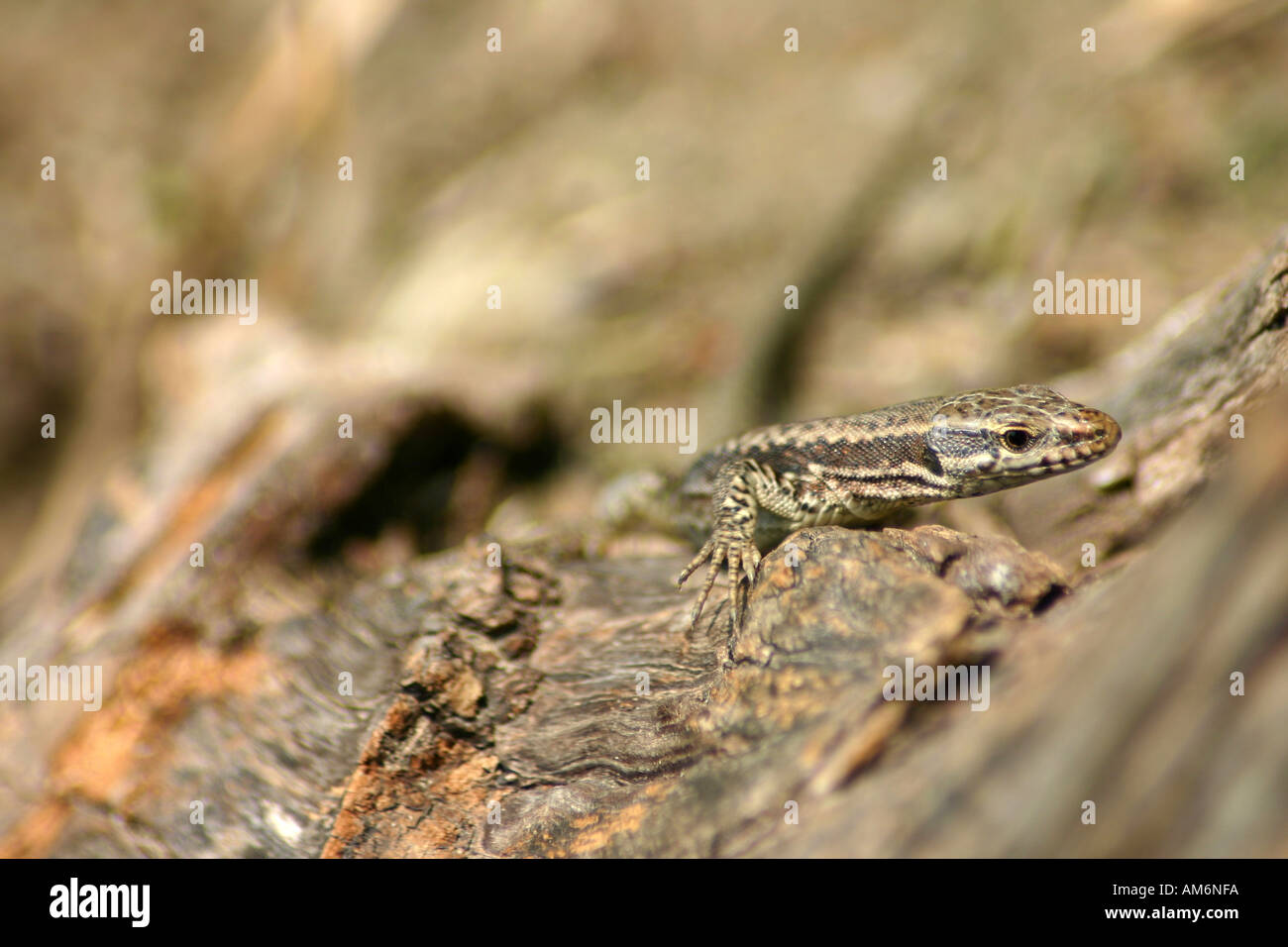 Lizard Foto Stock