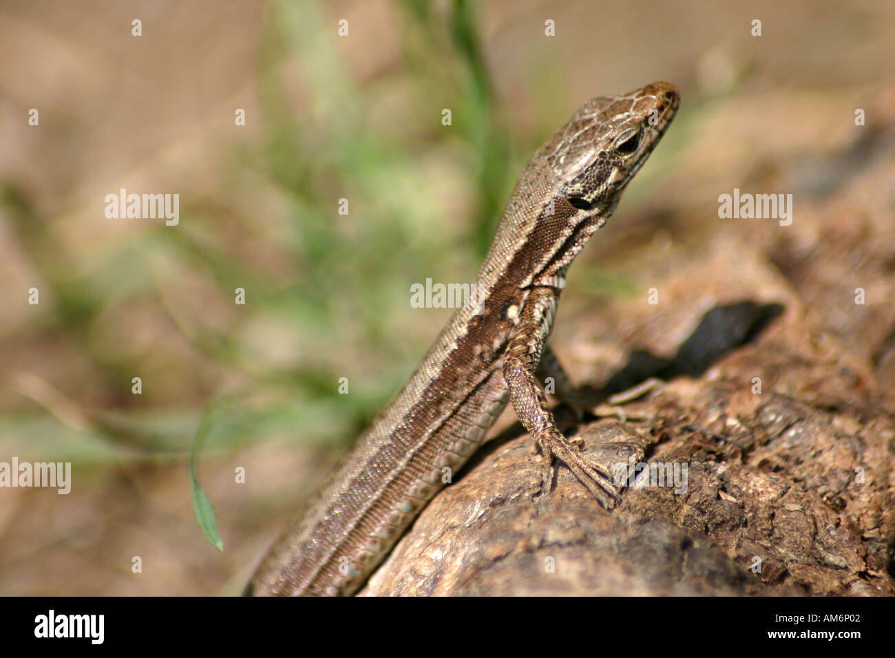 Lizard Foto Stock