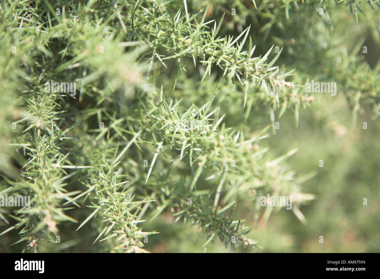 Impulso breve foglie spinose di comune gorse impianto Foto Stock