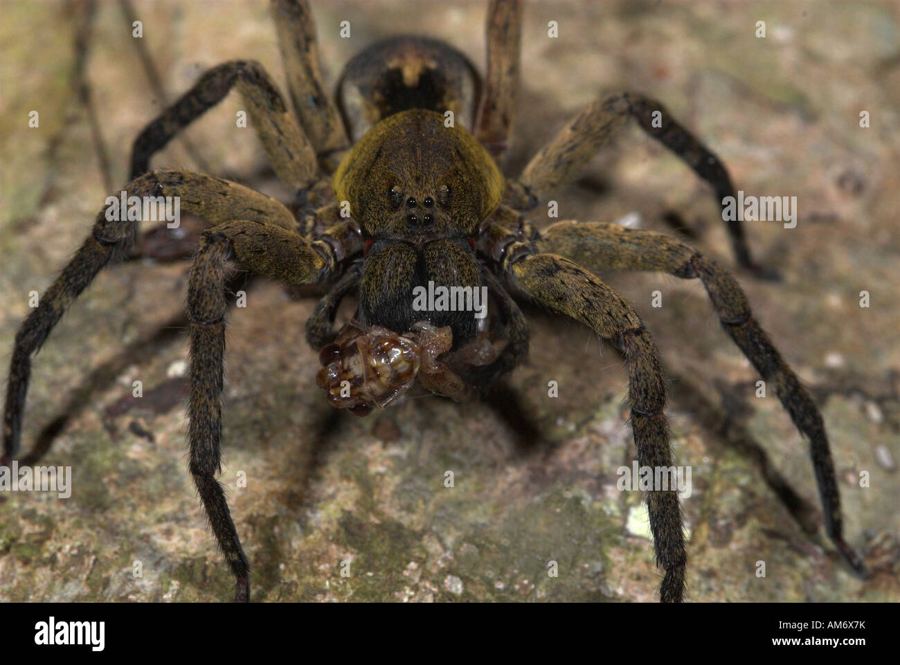 Wolf spider famiglia Lycosidae Manu Perù Foto Stock