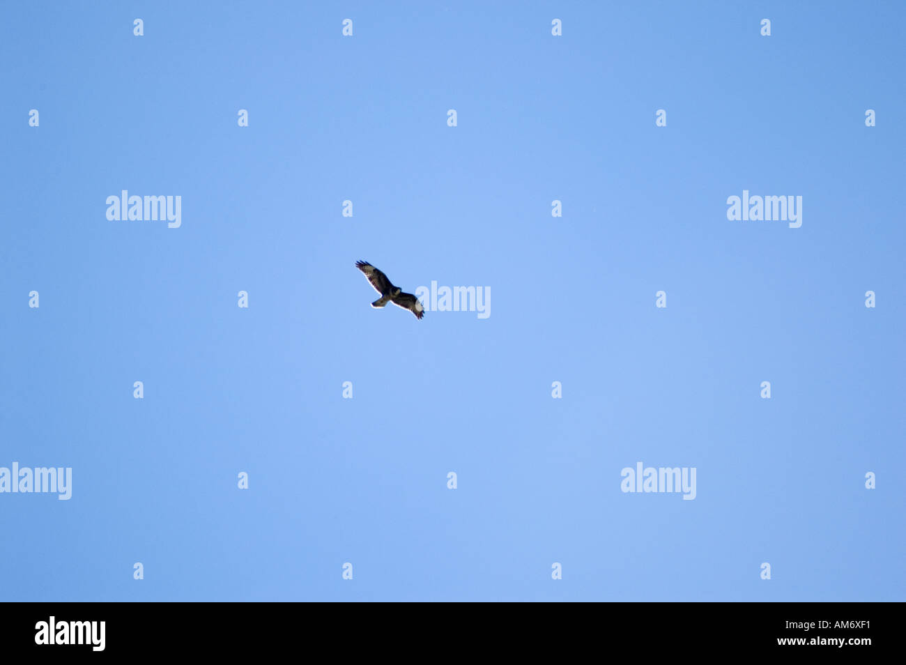 La poiana Buteo buteo hovering e slanciata Foto Stock