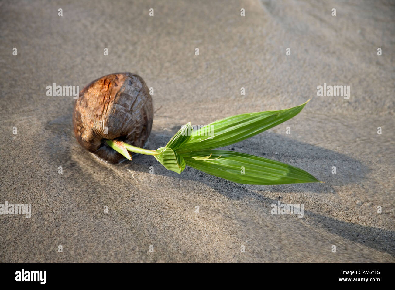 Spiaggiata germogliazione di noce di cocco. Foto Stock