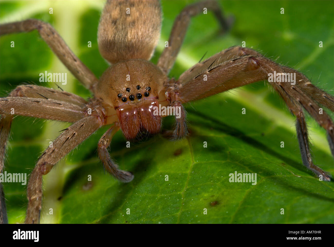 Caccia o vivaio Spider Web famiglia Pisauridae Manu Perù Foto Stock