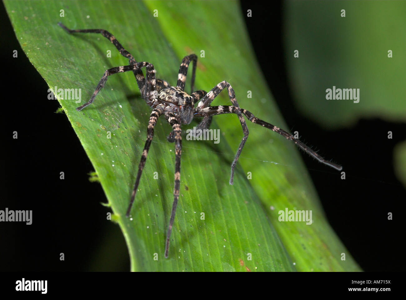 Falso Wolf Spider famiglia Ctenidae eventualmente Trechalea sp. Manu Perù Foto Stock