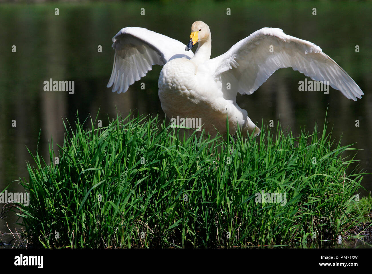 La nidificazione whooper swan diffondendo le ali (Cygnus cygnus) Foto Stock
