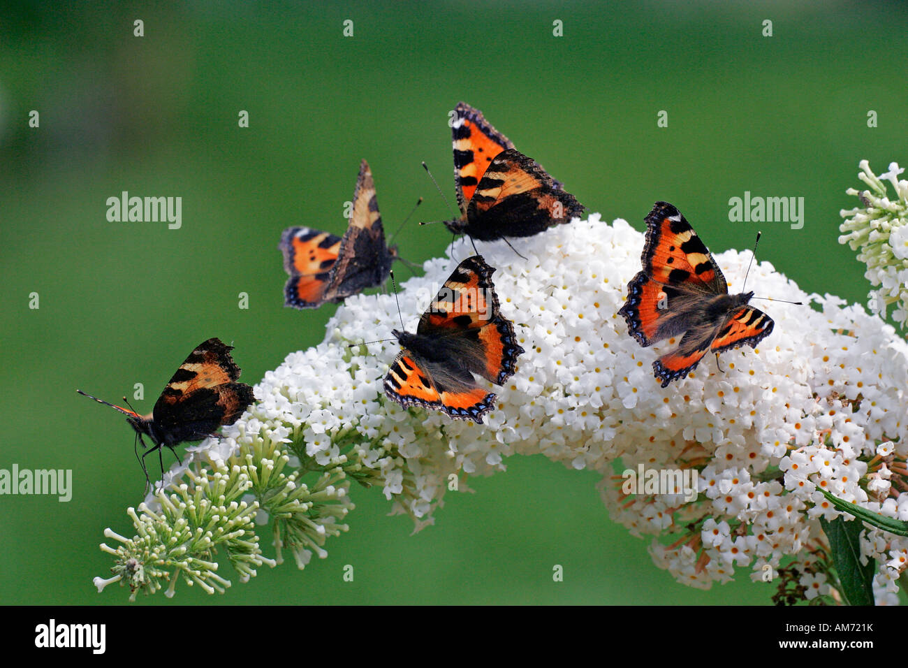 Farfalle - piccolo tortoiseshells seduto su una fioritura di farfalla bianca bush (Aglais urticae) (Buddleja davidii cultivar Peac Foto Stock