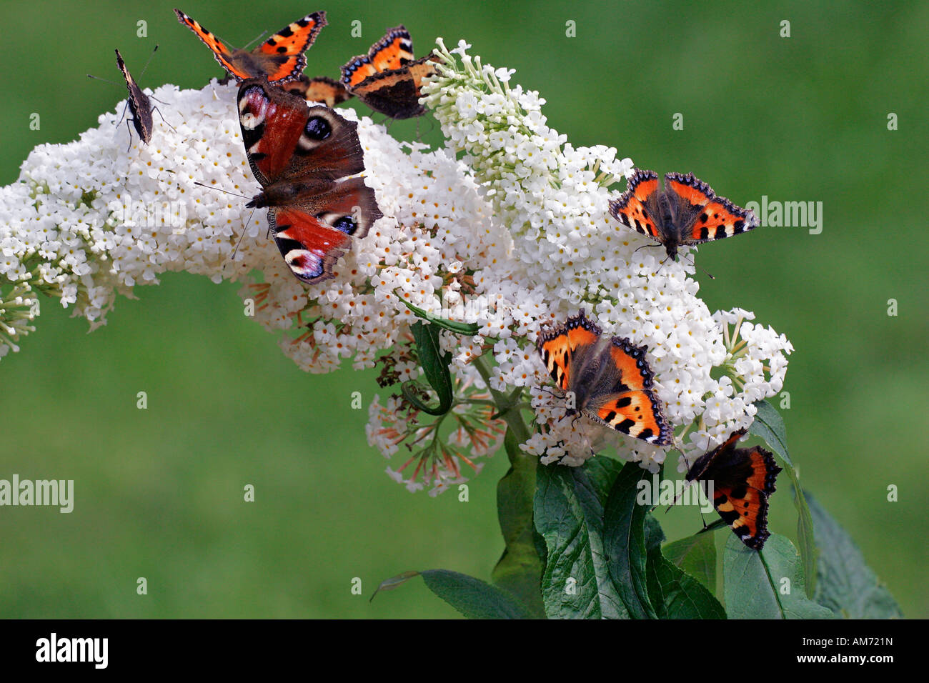 Farfalle - piccolo tortoiseshells e un pavone moth seduto su una fioritura di farfalla bianca bush (Aglais urticae) (Inachis io) Foto Stock