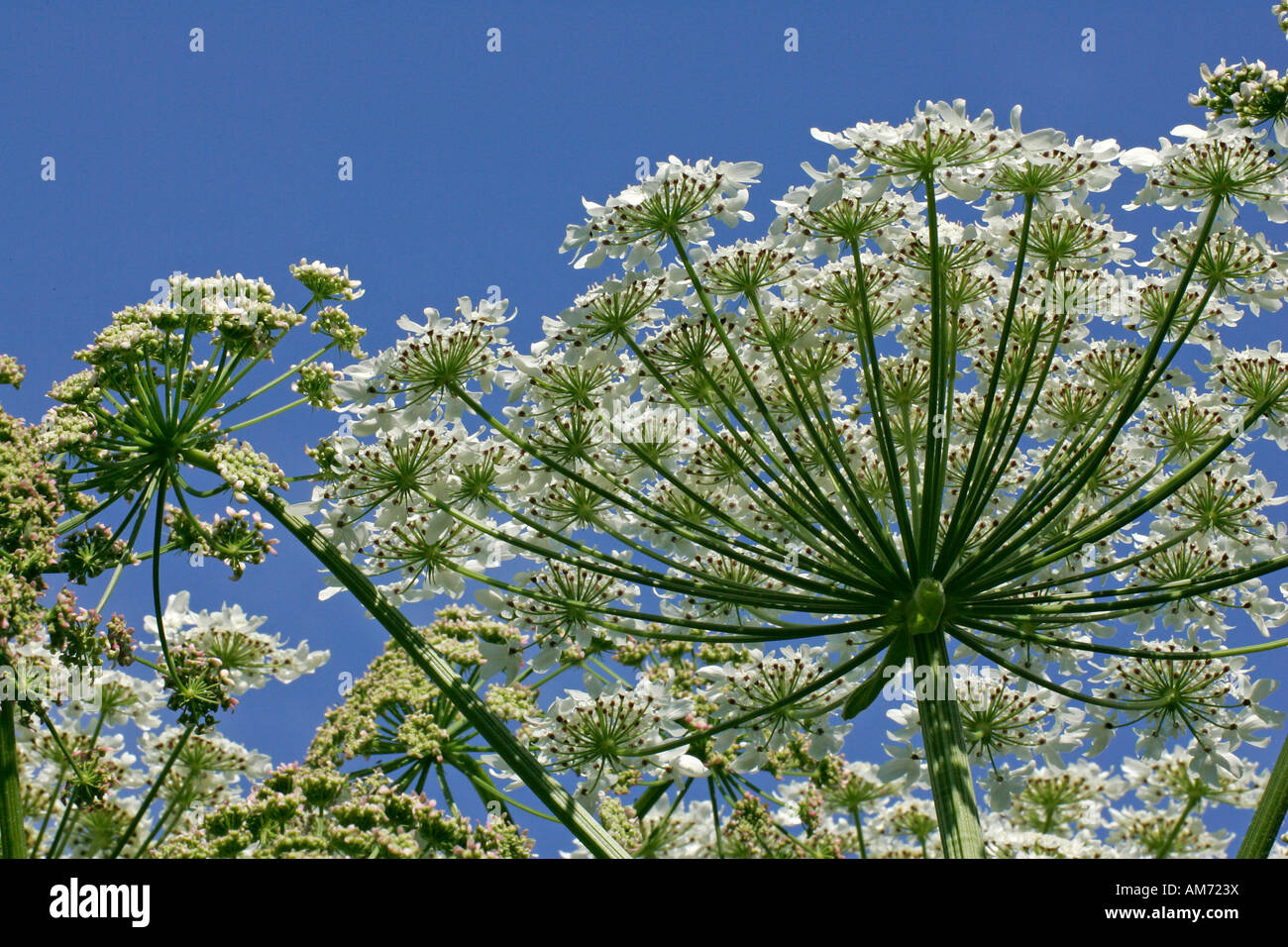 Fioritura giant hogweed - pianta velenosa (Heracleum mantegazzianum) Foto Stock